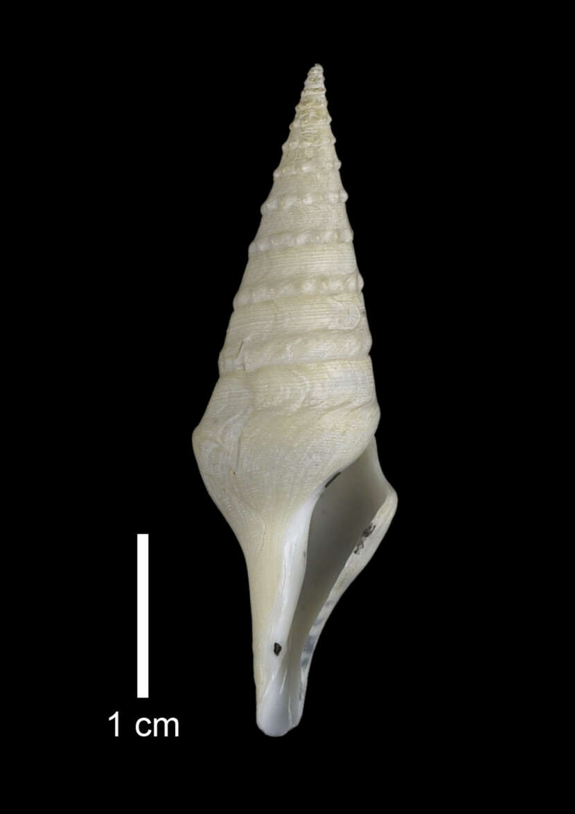 Image of Sibogasyrinx archibenthalis (Powell 1969)