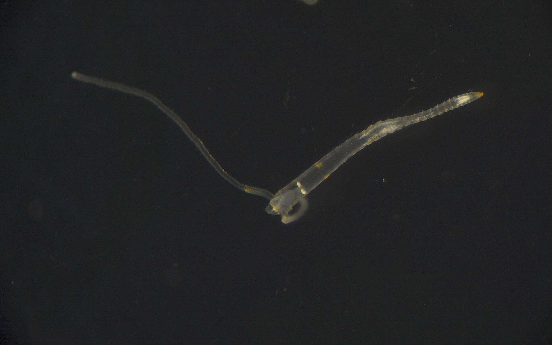 Image of Magelonidae