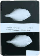 Image of Engyprosopon xenandrus Gilbert 1905