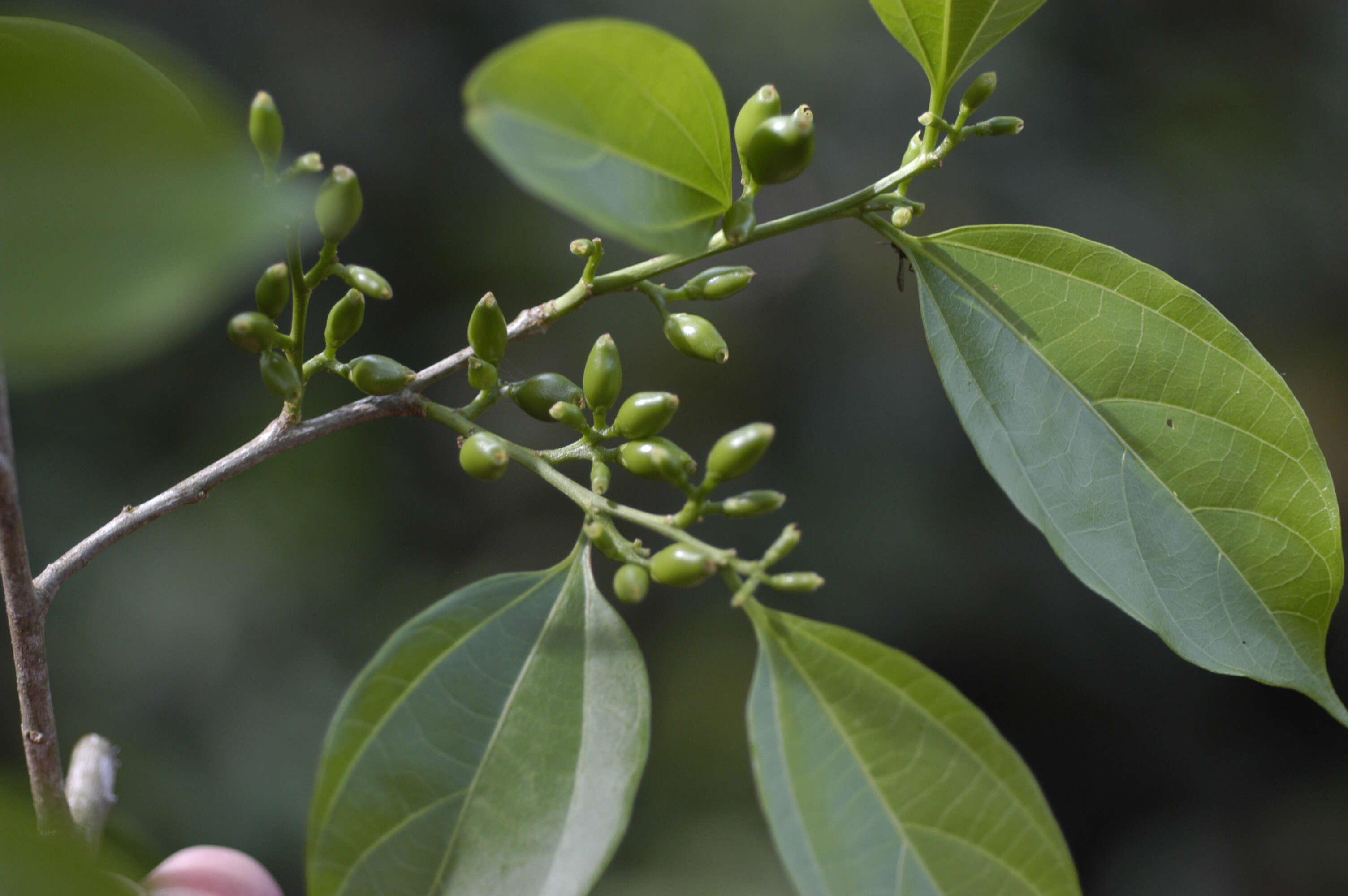 Image of Celtis schippii Standl.