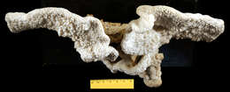 Image of pore coral