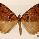 صورة Erebochlora roseofasciata Dognin 1911