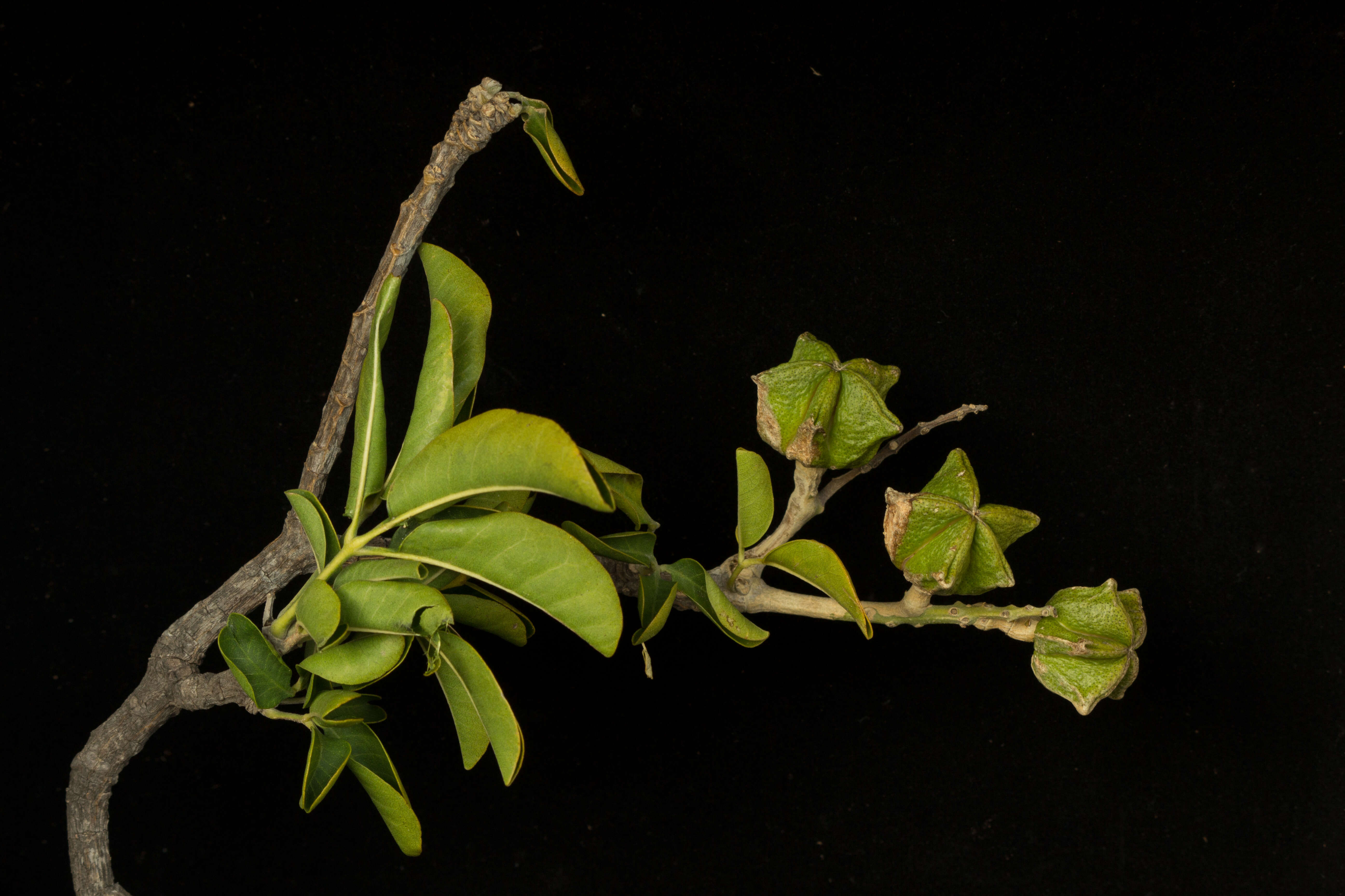 Image of Esenbeckia berlandieri subsp. litoralis (Donnell-Smith) Kaastra