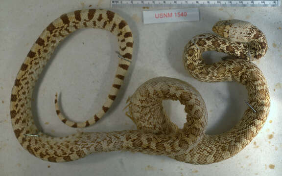 Image of Bullsnake