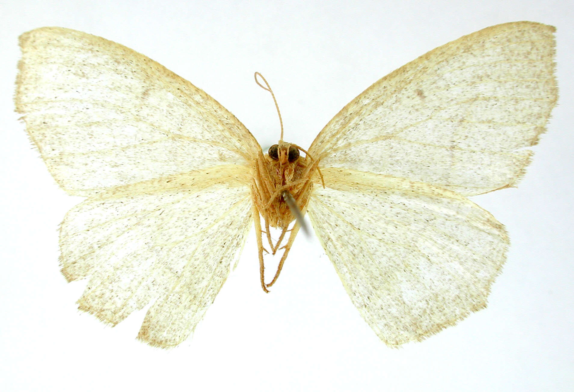 Image de Therina calidaria Dyar 1912