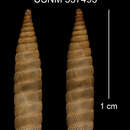 Plancia ëd Liocallonia bosquensis C. Torre & Bartsch 1972