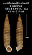 Plancia ëd Liocallonia bosquensis C. Torre & Bartsch 1972