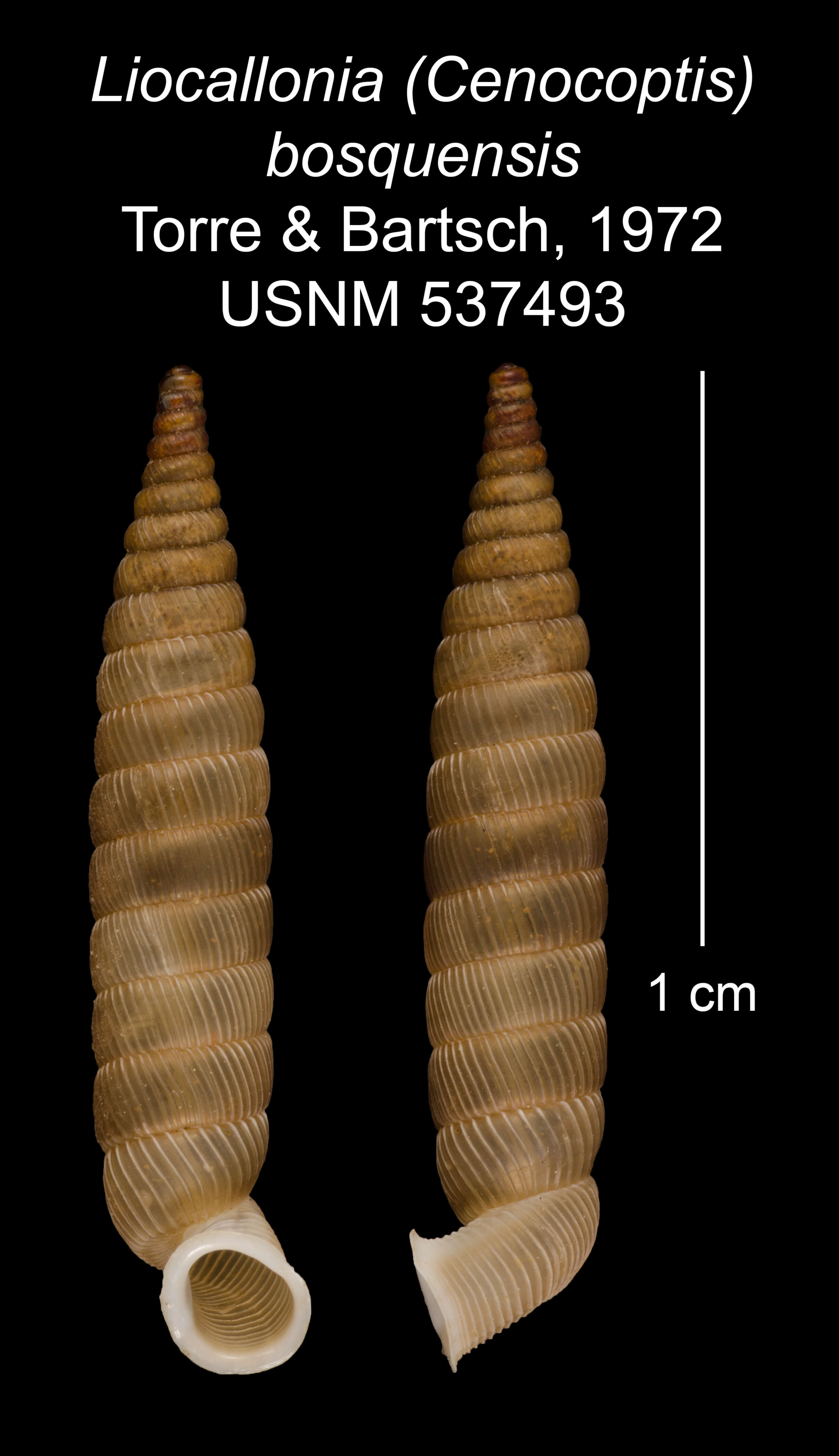 Plancia ëd Liocallonia bosquensis C. Torre & Bartsch 1972