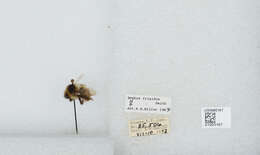 Image of Frigid Bumble Bee