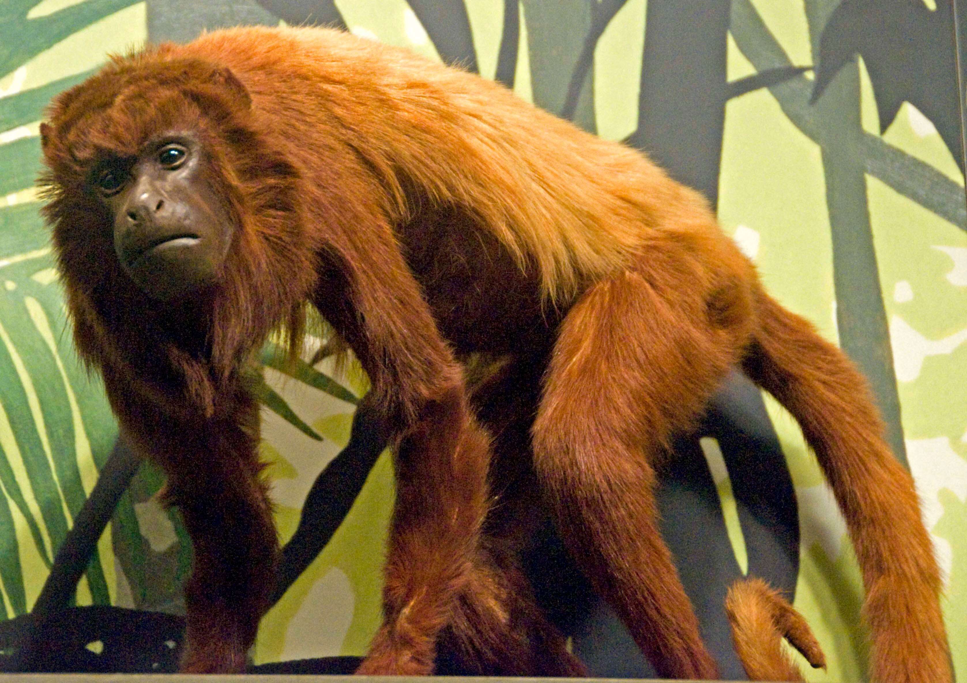 Image of Alouatta seniculus seniculus (Linnaeus 1766)