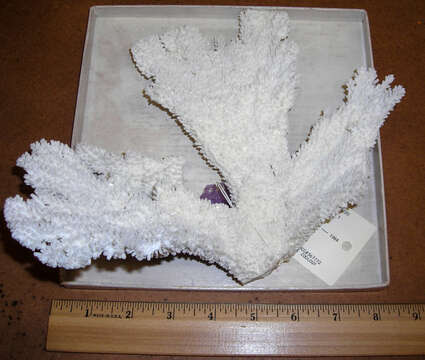 Image of Elkhorn Coral