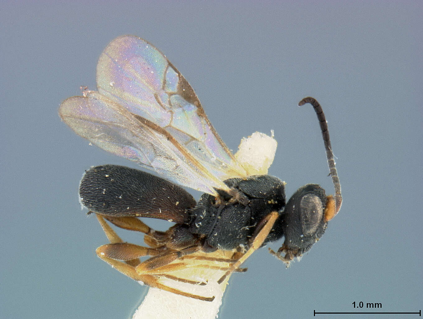 Image of Chelonus euphorbiae McComb 1968