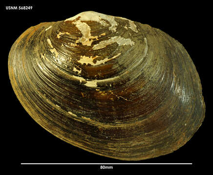 Image de Anodontites patagonica (Lamarck 1819)