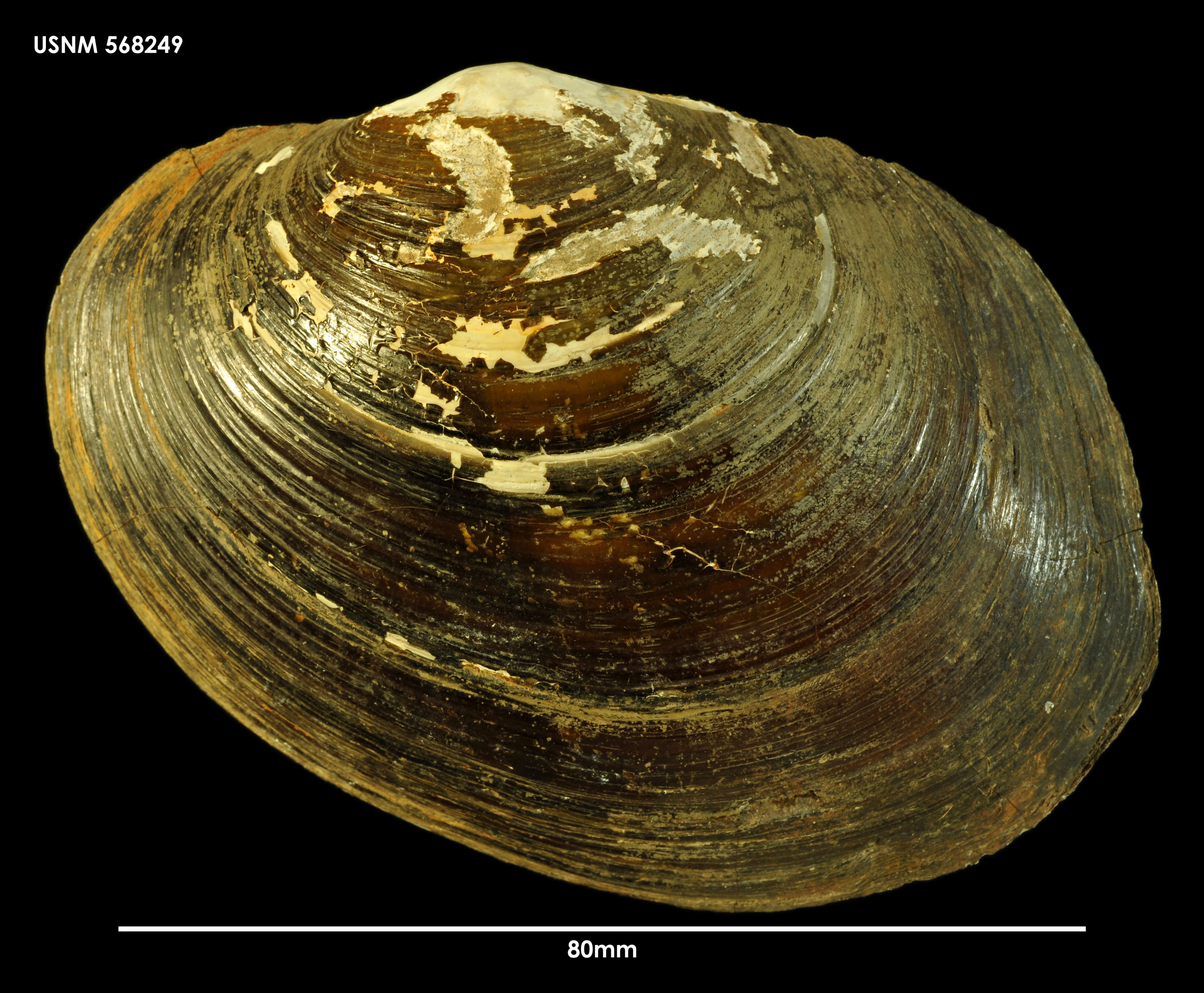 Image of Anodontites patagonica (Lamarck 1819)