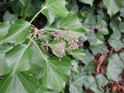 Image of English ivy