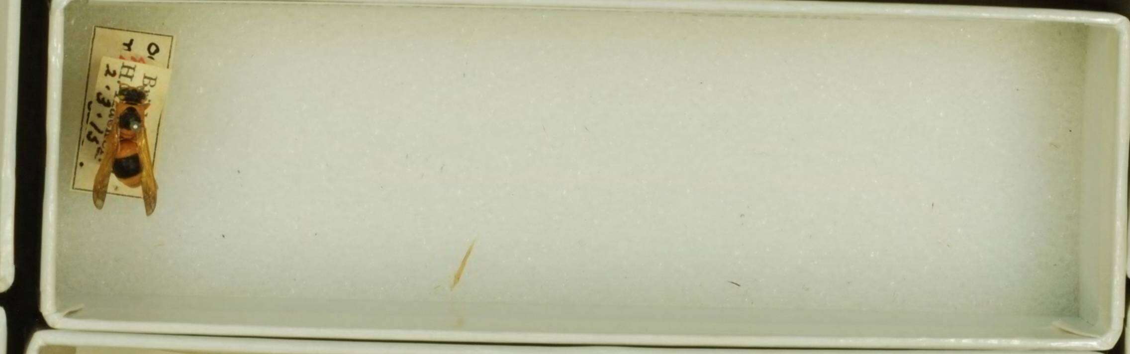 Image of Anterhynchium nigrocinctum (de Saussure 1853)