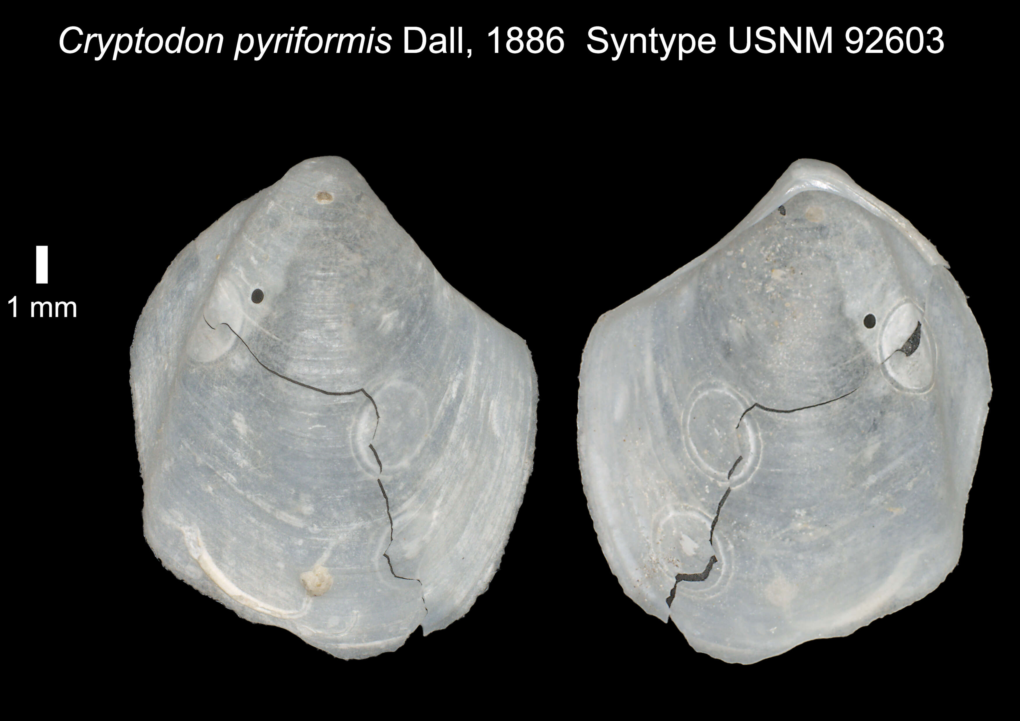 Image of Cryptodon pyriformis Dall 1886