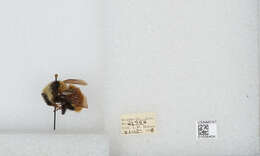 Imagem de Bombus appositus Cresson 1879