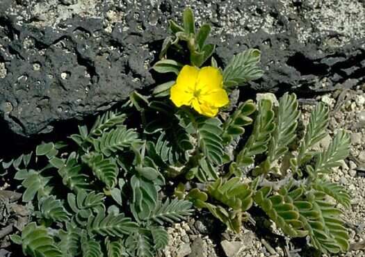 Image de Tribulus cistoides L.