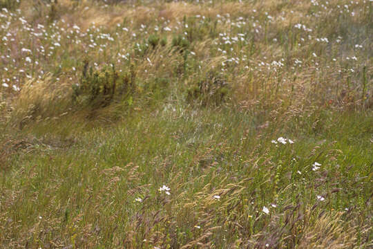 Image of Smooth Meadow-grass