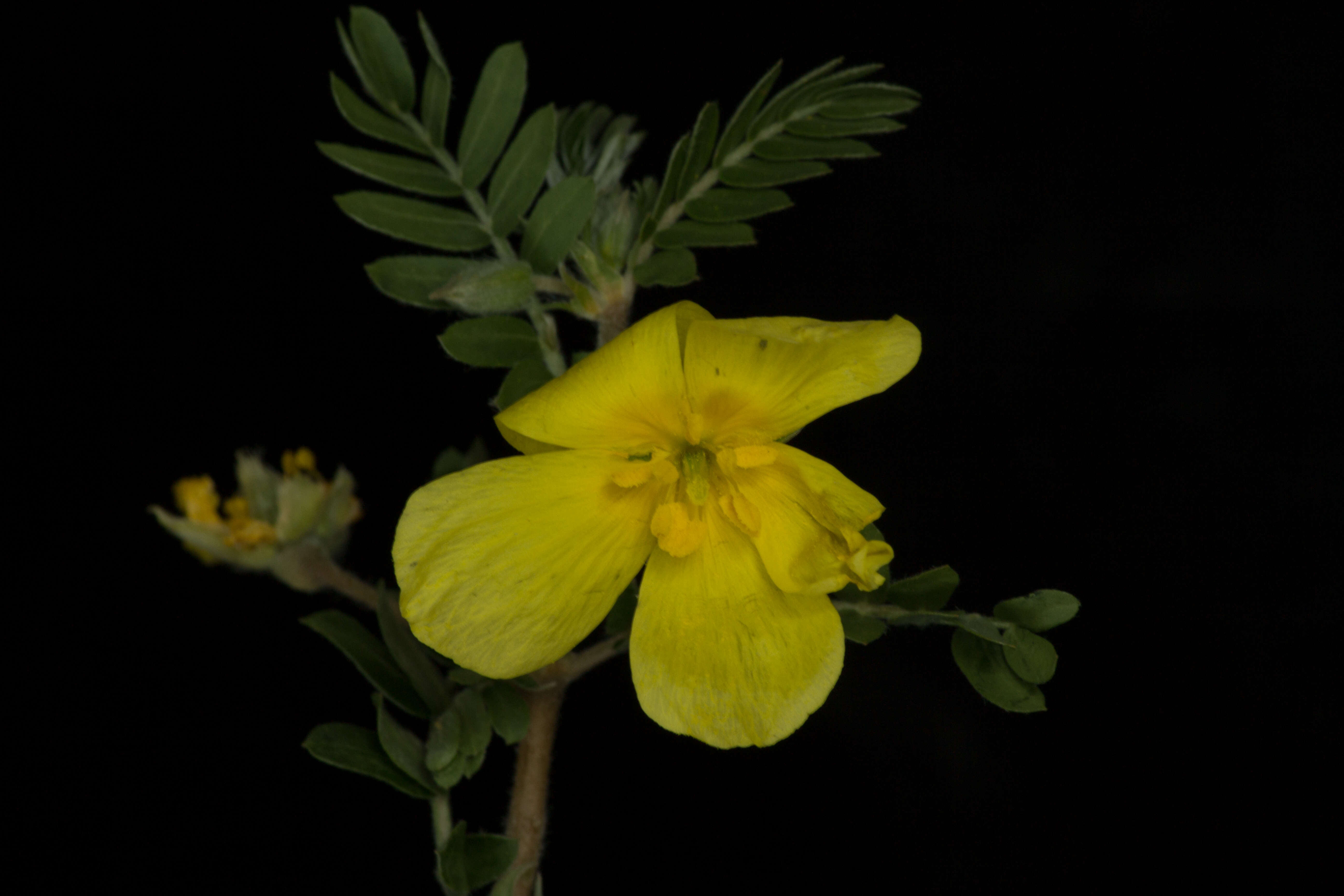 Image de Tribulus cistoides L.