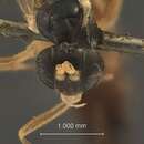 Zaglyptus indicus nigrithorax Gupta 1961的圖片