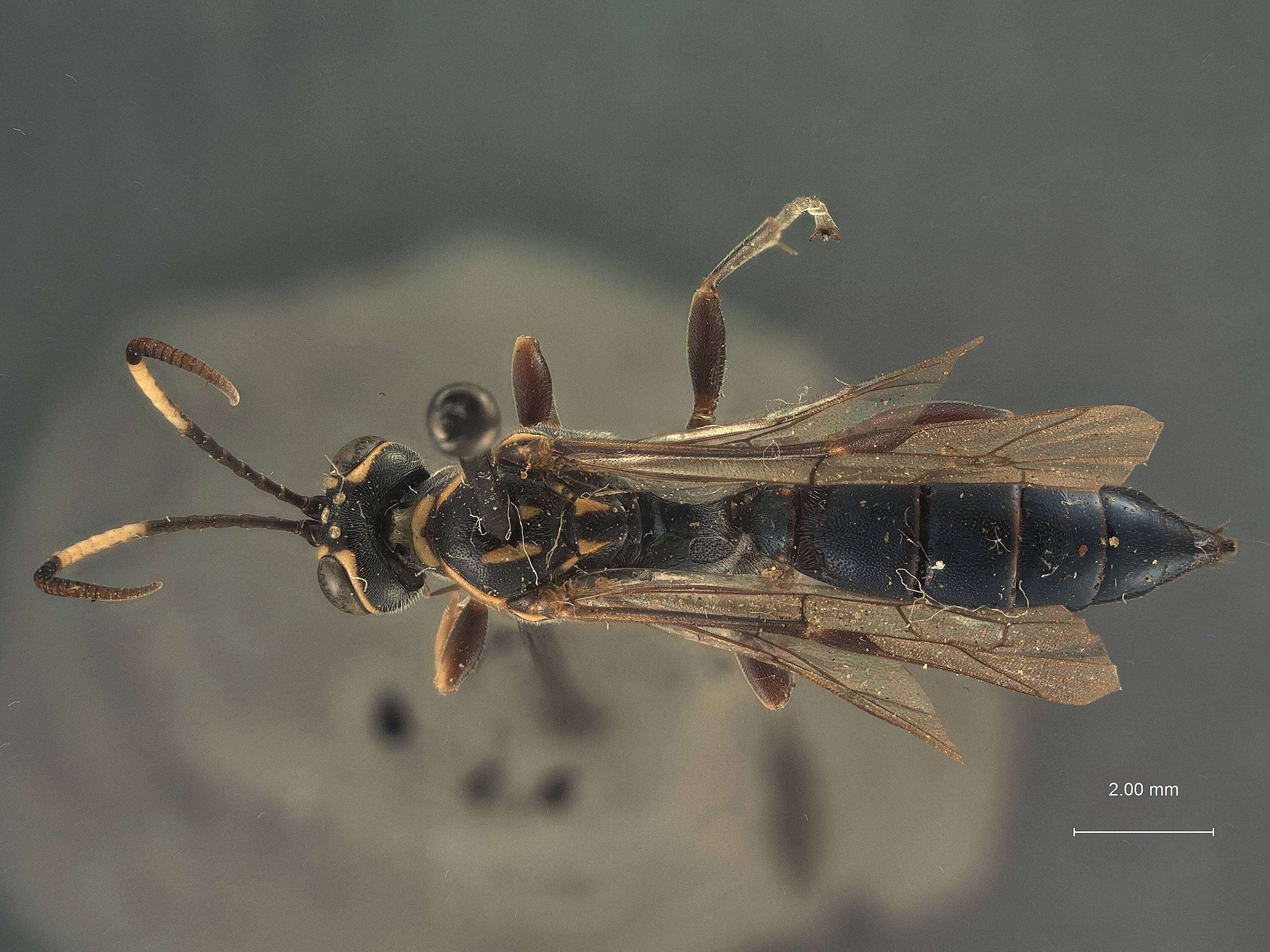 Plancia ëd Coelichneumon eximiops Heinrich 1961