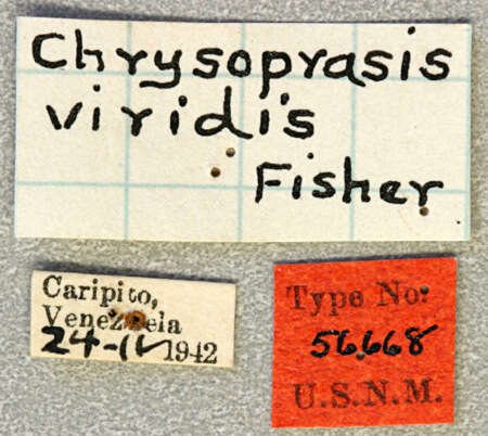 Image of Chrysoprasis viridis Fisher 1944