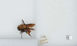 Image of Bombus atripes Smith 1852