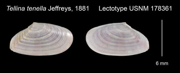 Image of Ameritella tenella (Verrill 1874)