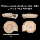 Image of Pseudotorinia bullisi Bieler, Merrill & Boss 1985