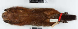 Image of Marmota monax canadensis (Erxleben 1777)