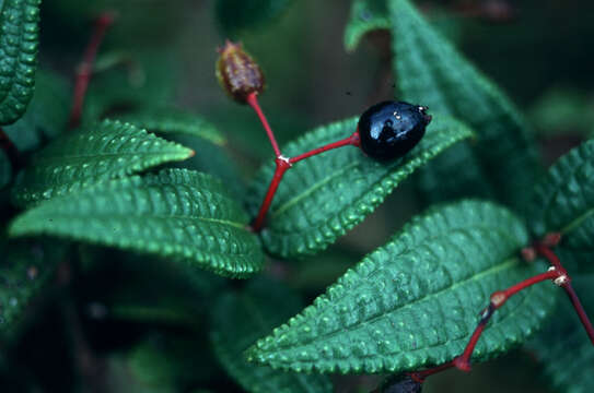 Miconia crotonifolia (Desr.) Judd & Ionta的圖片