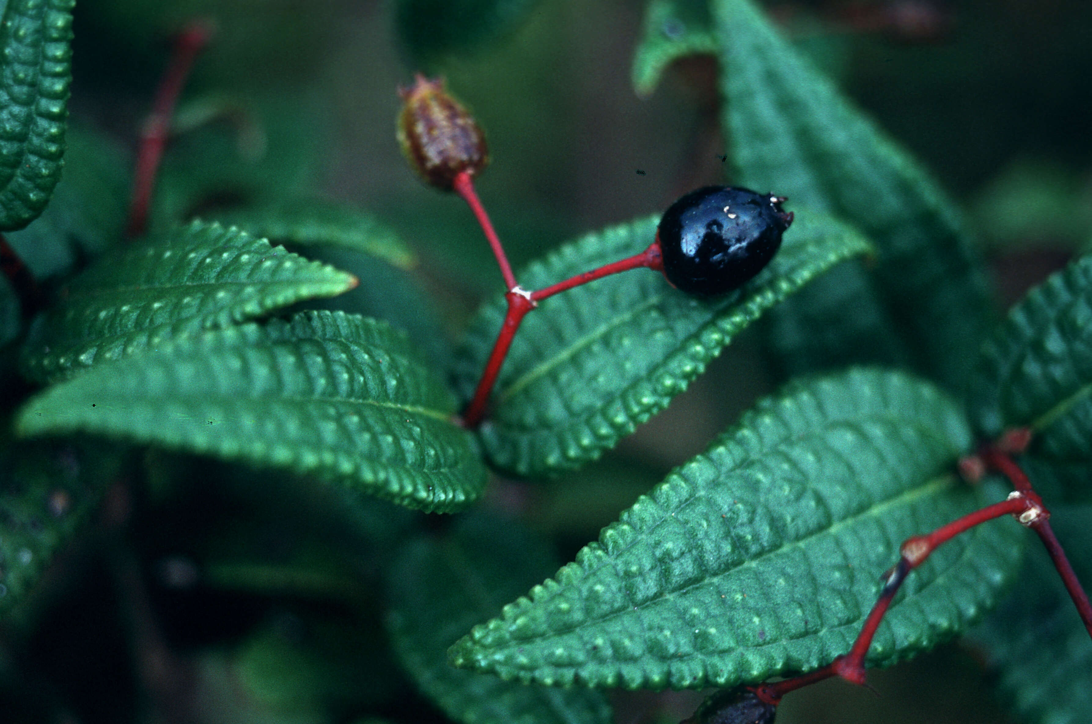 Image of Hillside Clover-Ash