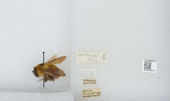 Image of Bombus braccatus Friese 1905