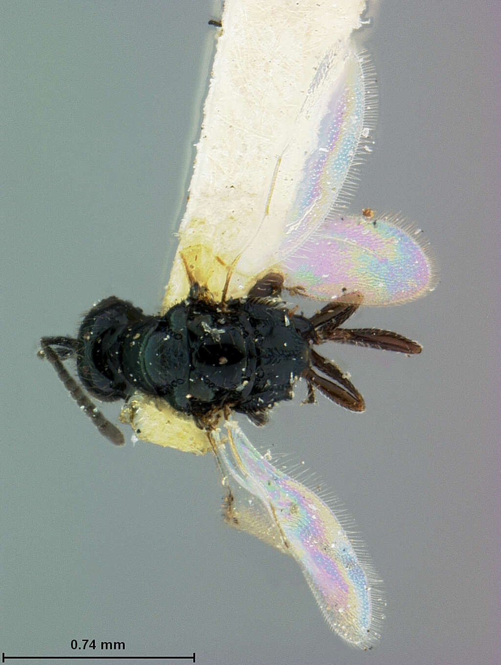Image of Spalangia haematobiae Ashmead 1894