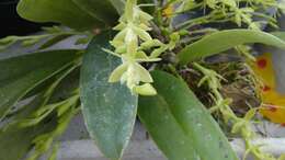 Image of Epidendrum laterale Rolfe