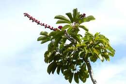 Image of octopus tree