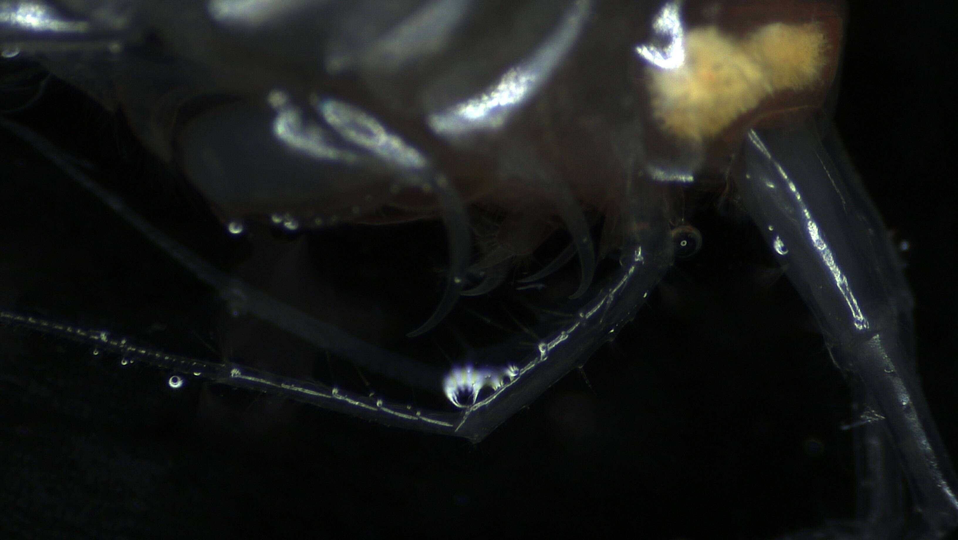 Image of Amphipoda