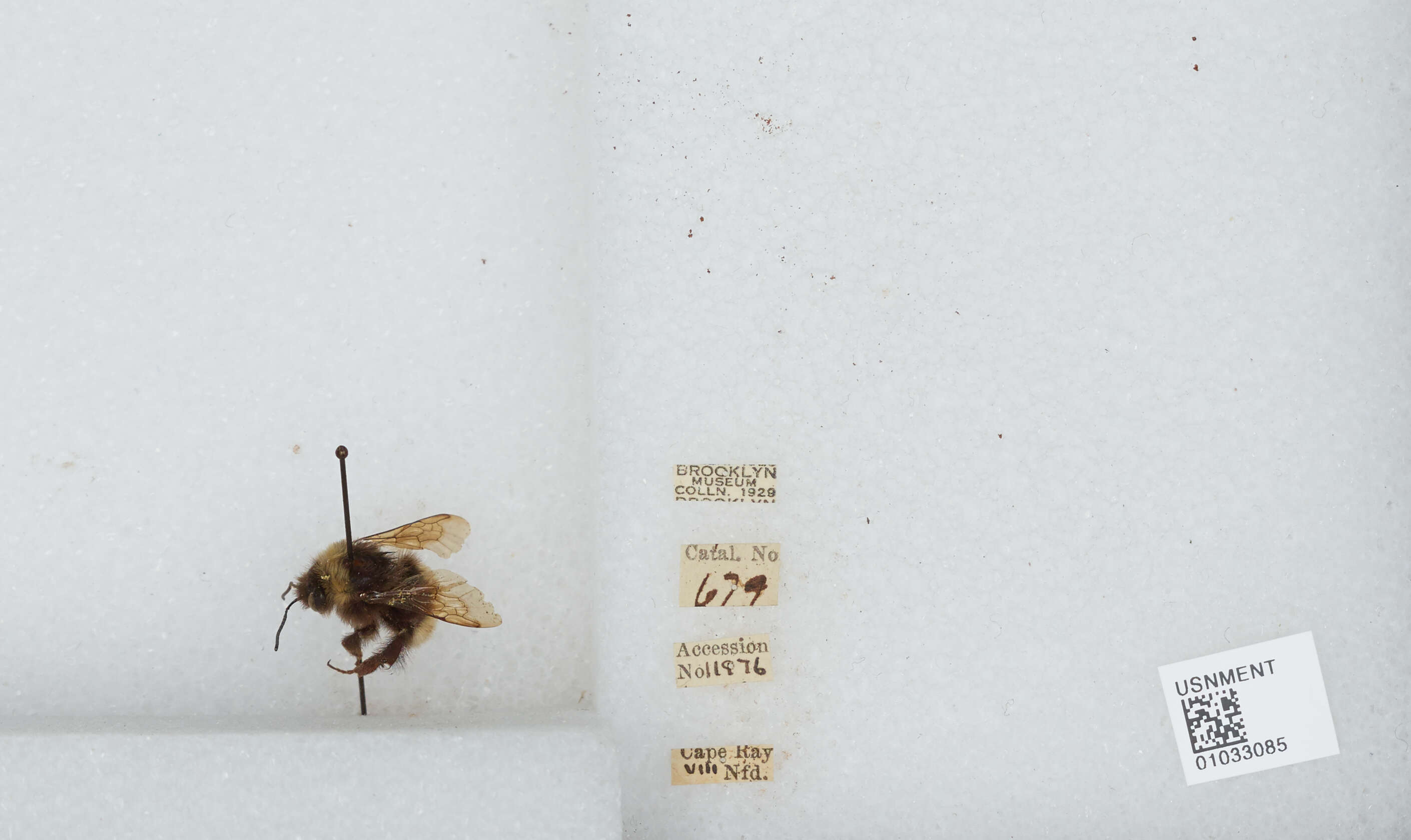 Image of Yellow-banded Bumblebee