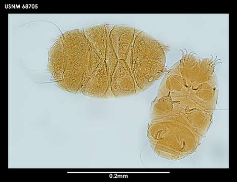 Echiniscus jenningsi Dastych 1984 resmi