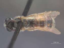 Image of Halictus