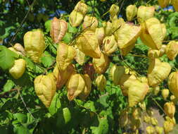 Image of Golden-rain tree