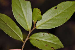 Image of Begonia fruticosa (Klotzsch) A. DC.