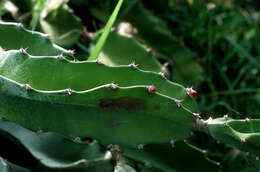 Imagem de Hylocereus undatus (Haw.) Britton & Rose