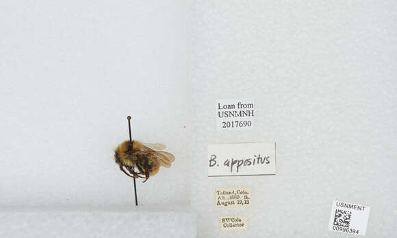 Imagem de Bombus appositus Cresson 1879