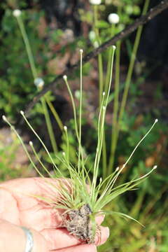 Image de Eriocaulon lineare Small