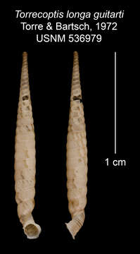 Imagem de Torrecoptis longa guitarti C. de la Torre & Bartsch 1972