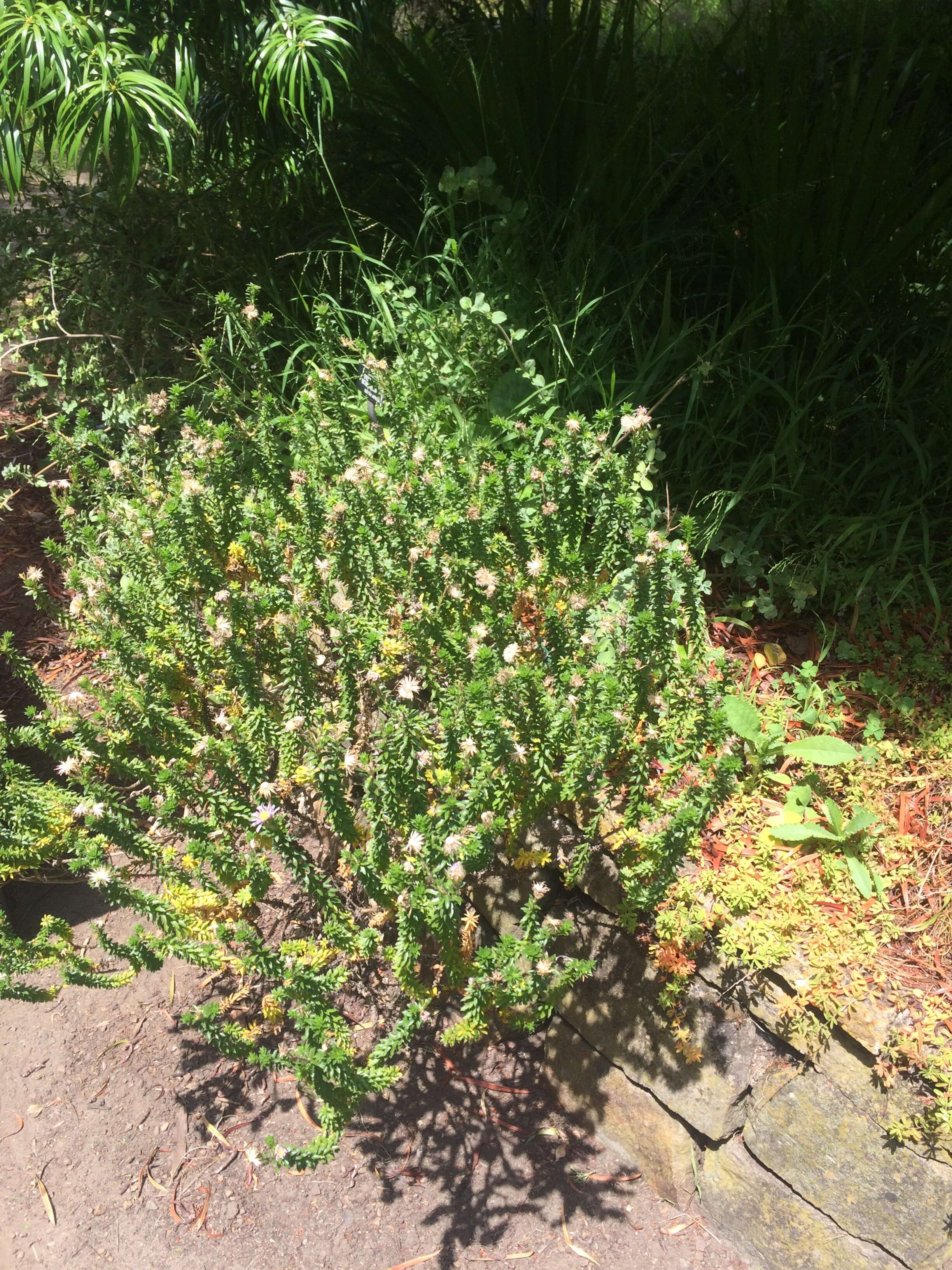 Image of Dune daisy