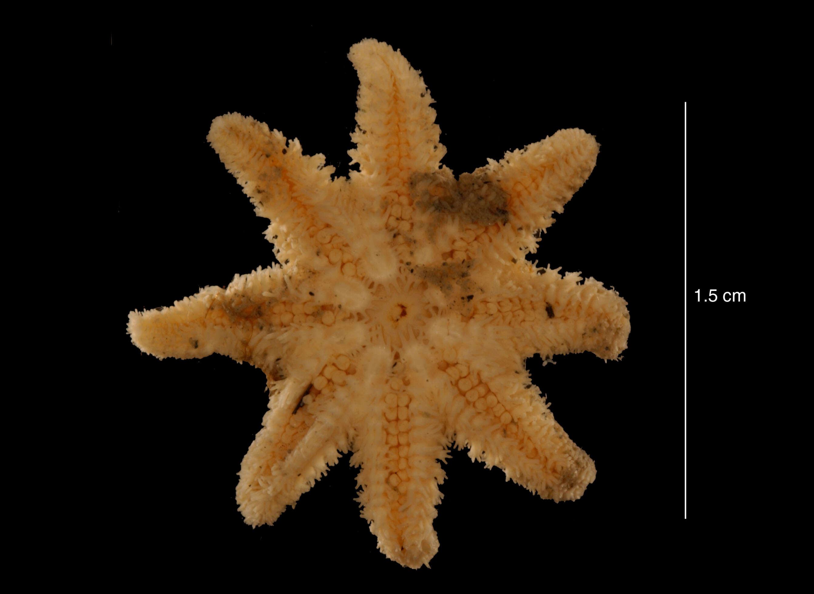 Imagem de Solaster regularis subarcuatus Sladen 1889